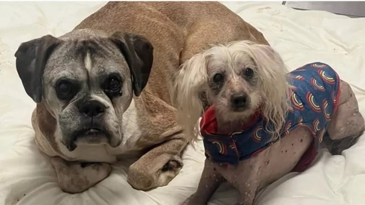 Los perritos buscan un hogar luego de que su dueño muriera