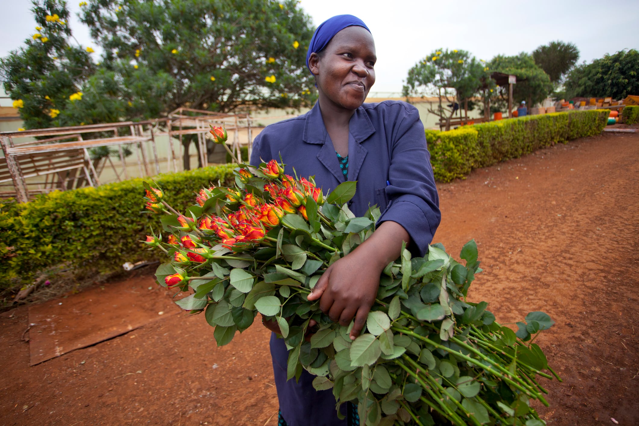 El sector floricultor genera empleos para, mayormente, mujeres en el país.