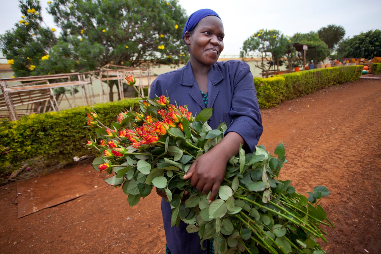 El sector floricultor genera empleos para, mayormente, mujeres en el país.