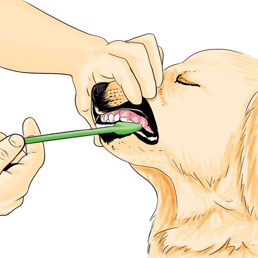 Es calve usar un cepillo de dientes para perro para eliminar el sarro en caninos. 