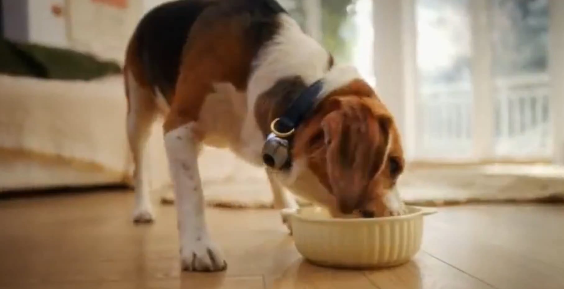 Esta startup china quiere conectar a las personas con sus mascotas vía Bluetooth.