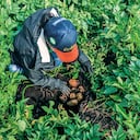 Una nueva estrategia agrícola avanza en la descarbonización del cultivo de papa empleando fertilizantes producidos con energía renovable.