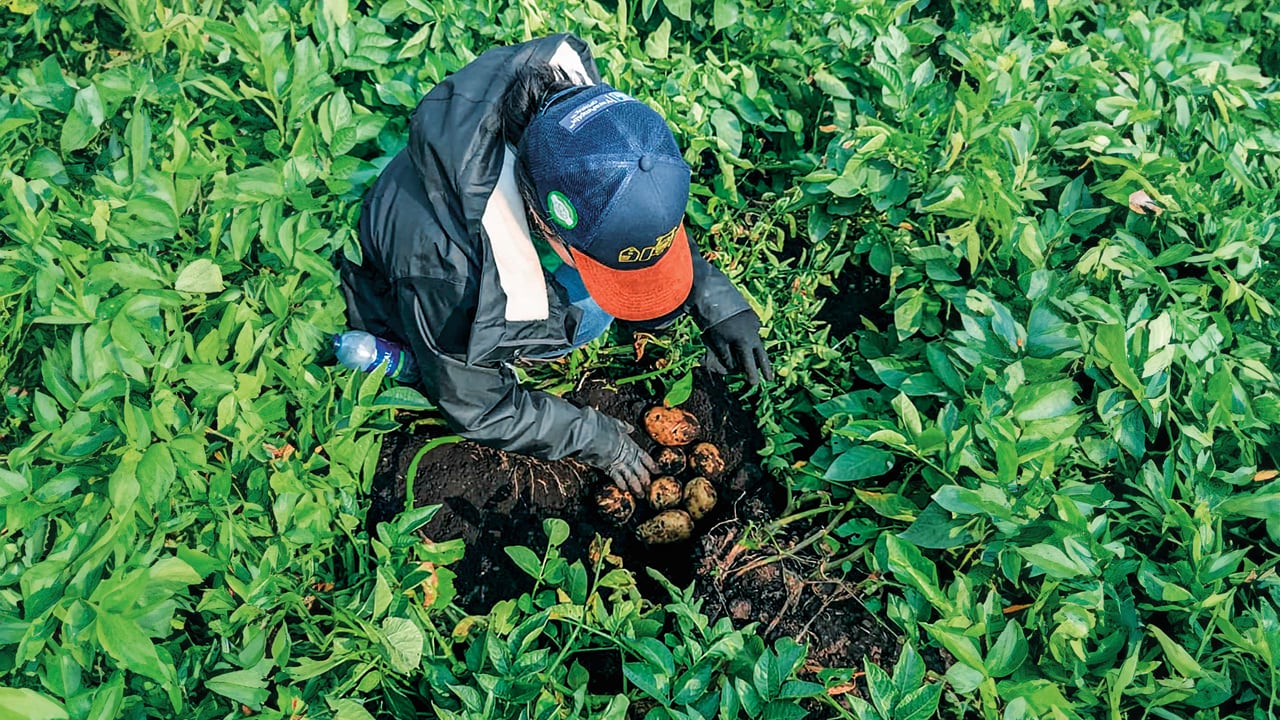 Una nueva estrategia agrícola avanza en la descarbonización del cultivo de papa empleando fertilizantes producidos con energía renovable.