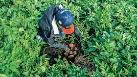 Una nueva estrategia agrícola avanza en la descarbonización del cultivo de papa empleando fertilizantes producidos con energía renovable.
