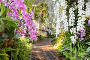 Referencia de orquídeas.