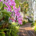 Referencia de orquídeas.