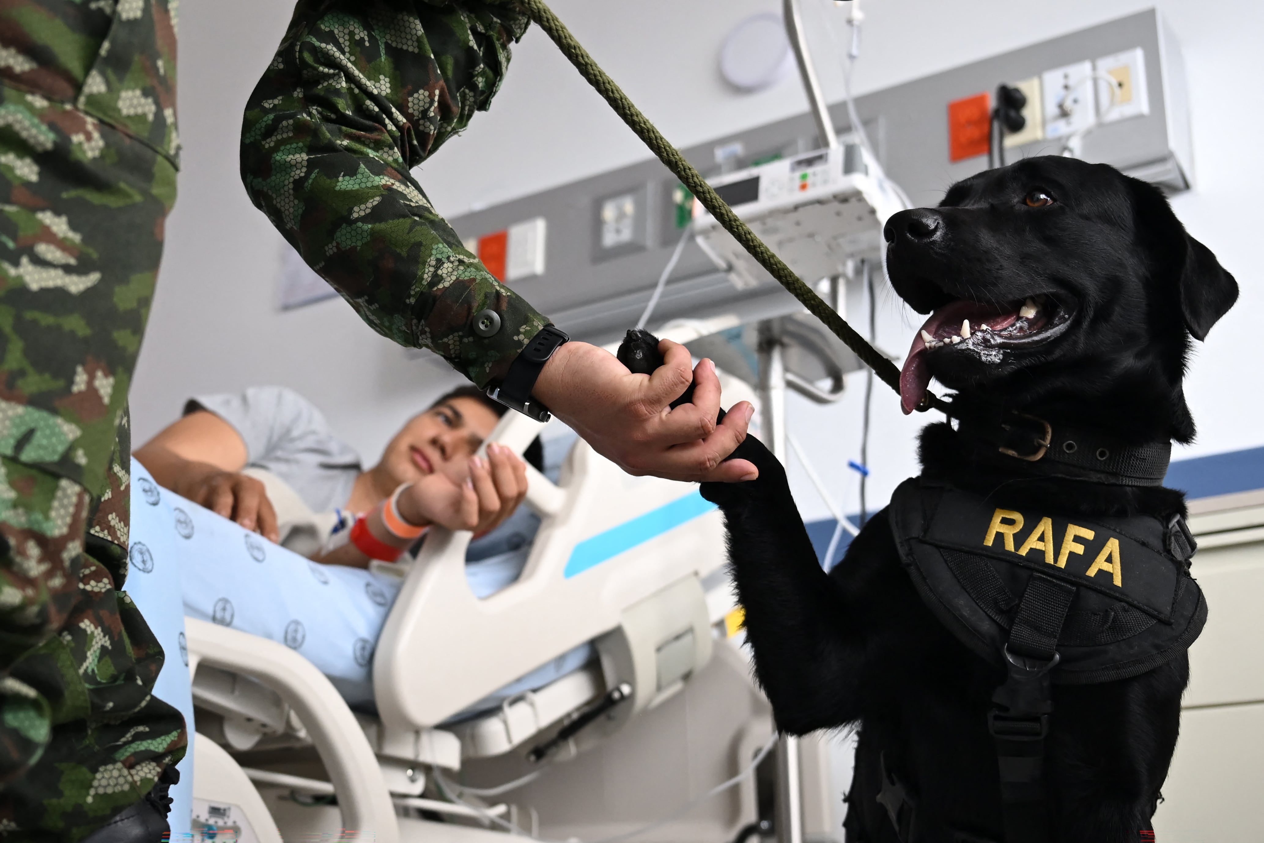 Perros de ayuda emocional