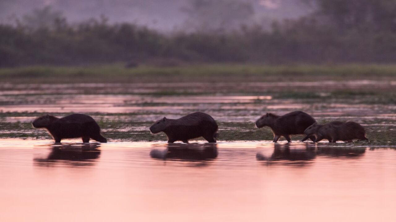 Sabanas de la Oronoquia