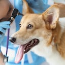 Médico veterinario examinando la oreja del perro enfermo con otoscopio en la clínica. Examen exhaustivo del concepto de mascotas.