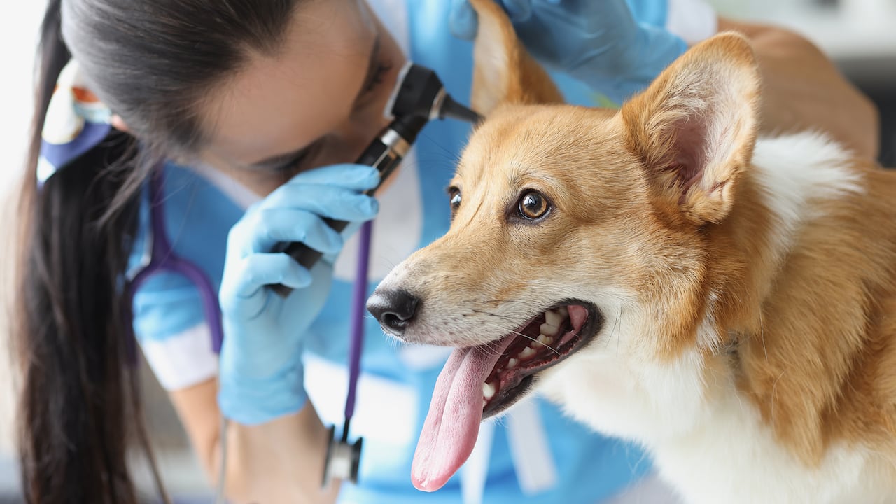 Médico veterinario examinando la oreja del perro enfermo con otoscopio en la clínica. Examen exhaustivo del concepto de mascotas.