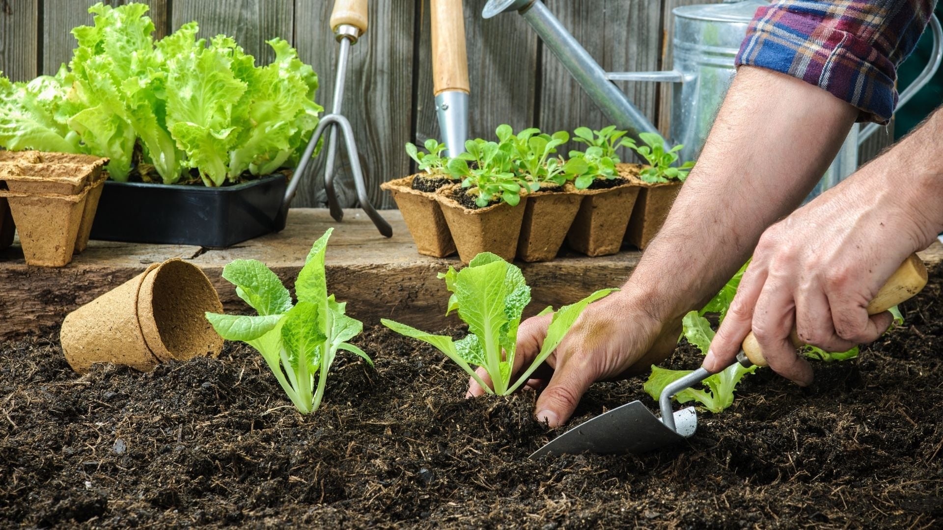 Un estudio científico analizó qué cultivos ofrecen más nutrientes con menos terreno.