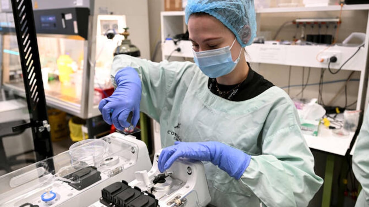 Un chip con células cerebrales humanas sorprendió al demostrar capacidades básicas de aprendizaje. (investigadora Daria Kornienko)