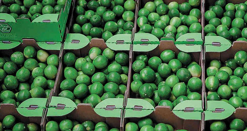 El limón y la chía al ser fusionados, funcionan con quemador de grasa abdominal 