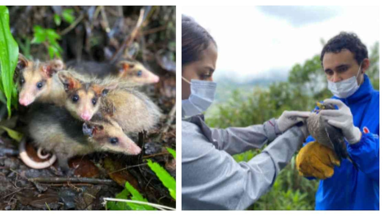 Los animales regresaron a su hábitat luego de superar un proceso de recuperación. Foto: Cornare