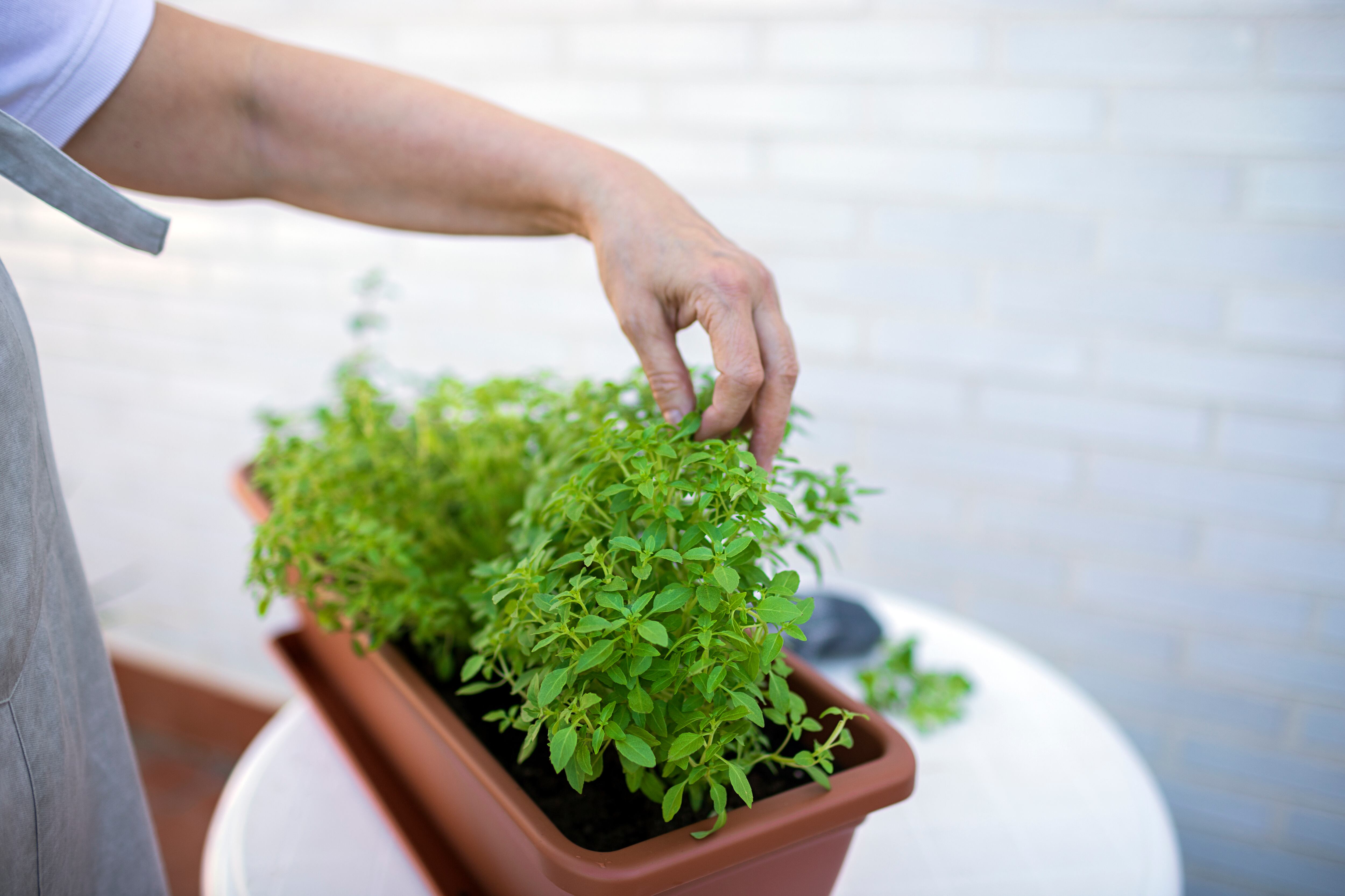 El romeo es asociado con las buenas energías