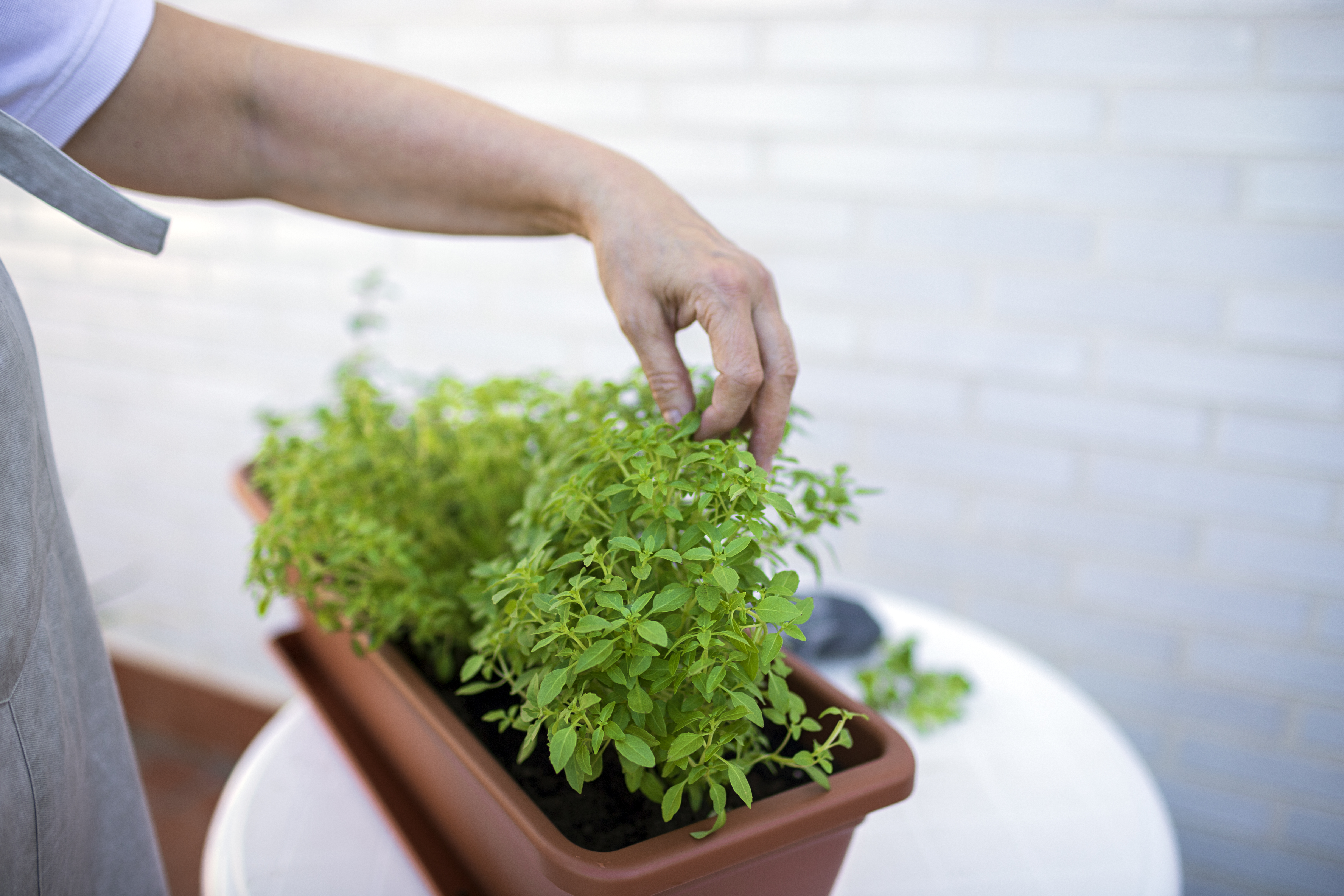 El romeo es asociado con las buenas energías
