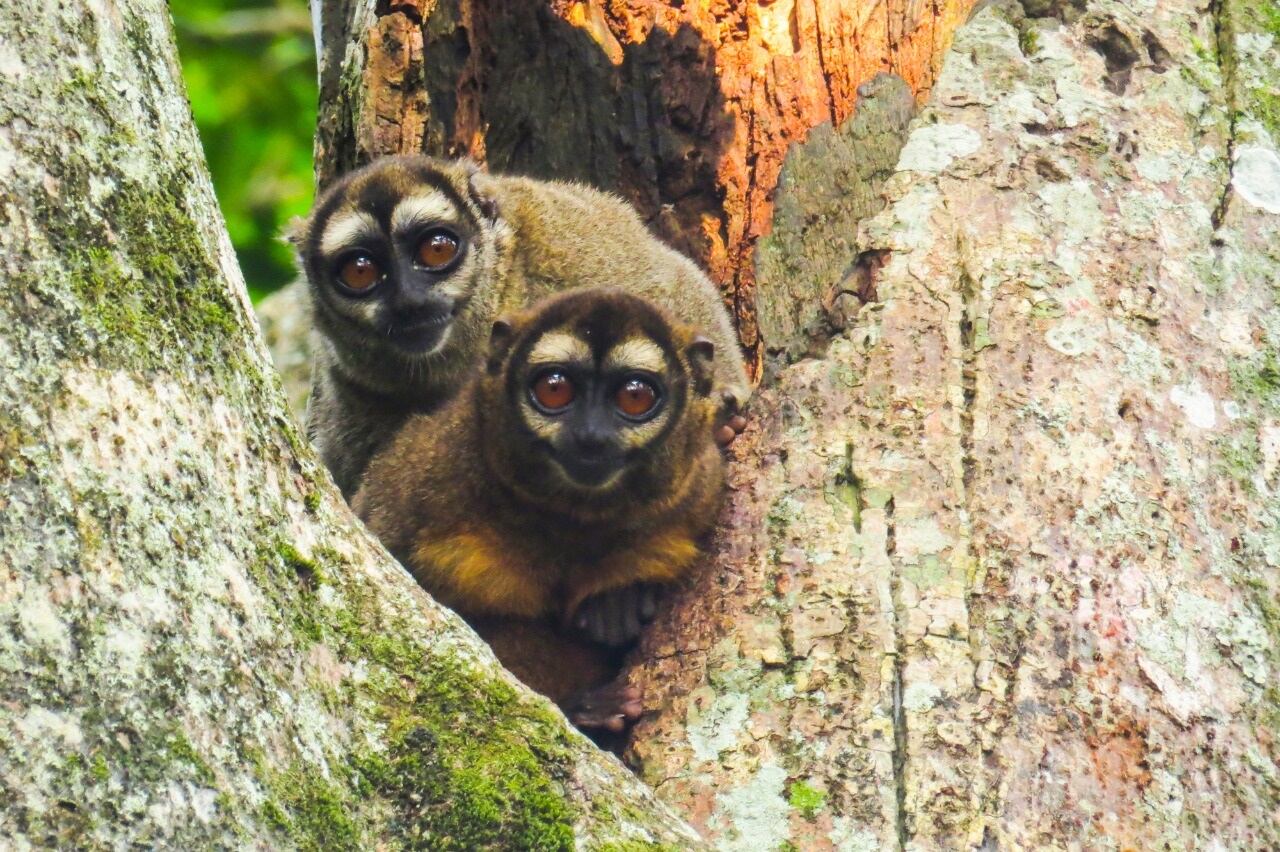 Registro de primates en Ciénaga de la Tortuga