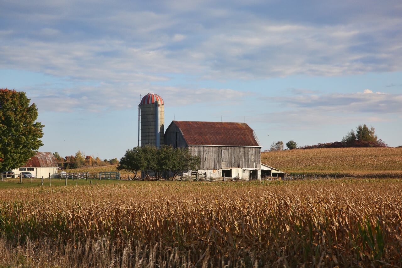 Granero junto a un campo de maíz en Kawartha Lakes, Ontario, Canadá, el 29 de septiembre de 2023.