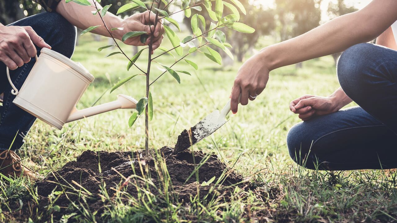 "Corriendo por un Propósito", una iniciativa de Porvenir, integra la promoción del atletismo con la reforestación. Este año, los participantes en la Media Maratón de Bogotá 2021 aportarán a la siembra de 2.000 árboles en zonas deforestadas del país.