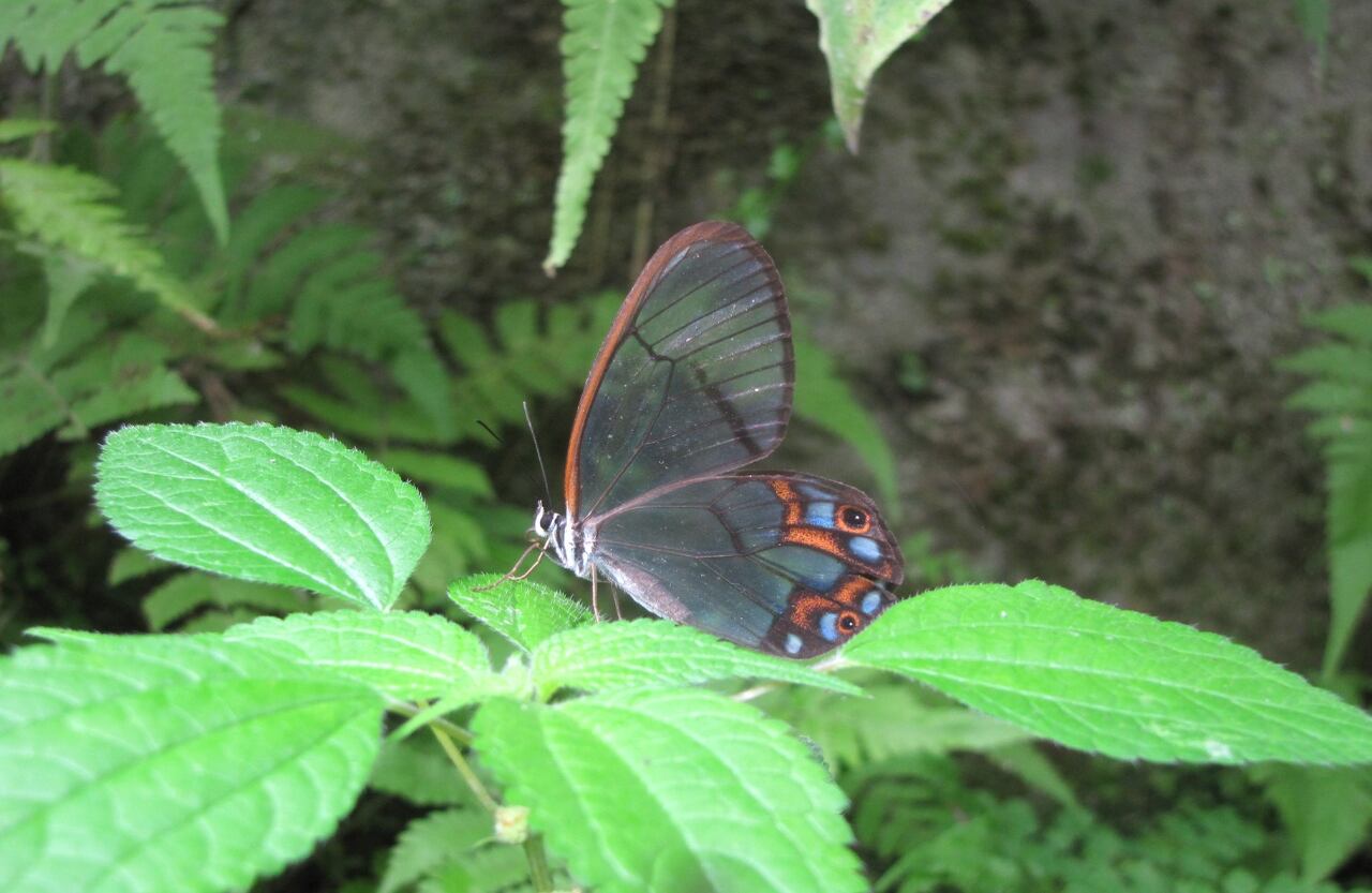 Pseudohaetera hypaesia. Inspiró la forma que tiene el mariposario de Calarcá, Quindío. Solo pueden observarse en bosques que estén bien conservados y en altitudes que varían entre los 1.200 y los 1.800 metros. En Colombia se encuentran en las tres cordilleras, desde el centro al sur del país, y se alimentan de los troncos y hojas de arbustos. Jardín Botánico del Quindío