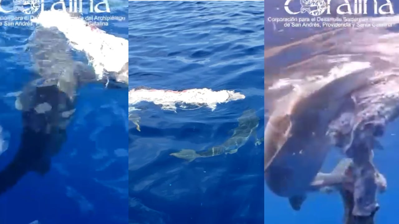 Se han generado múltiples reportes de avistamiento tiburones cerca de la costa en las últimas siete semanas.