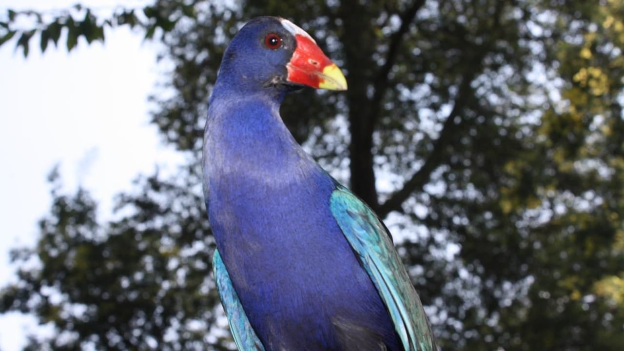 Las tinguas azules llegan a Bogotá