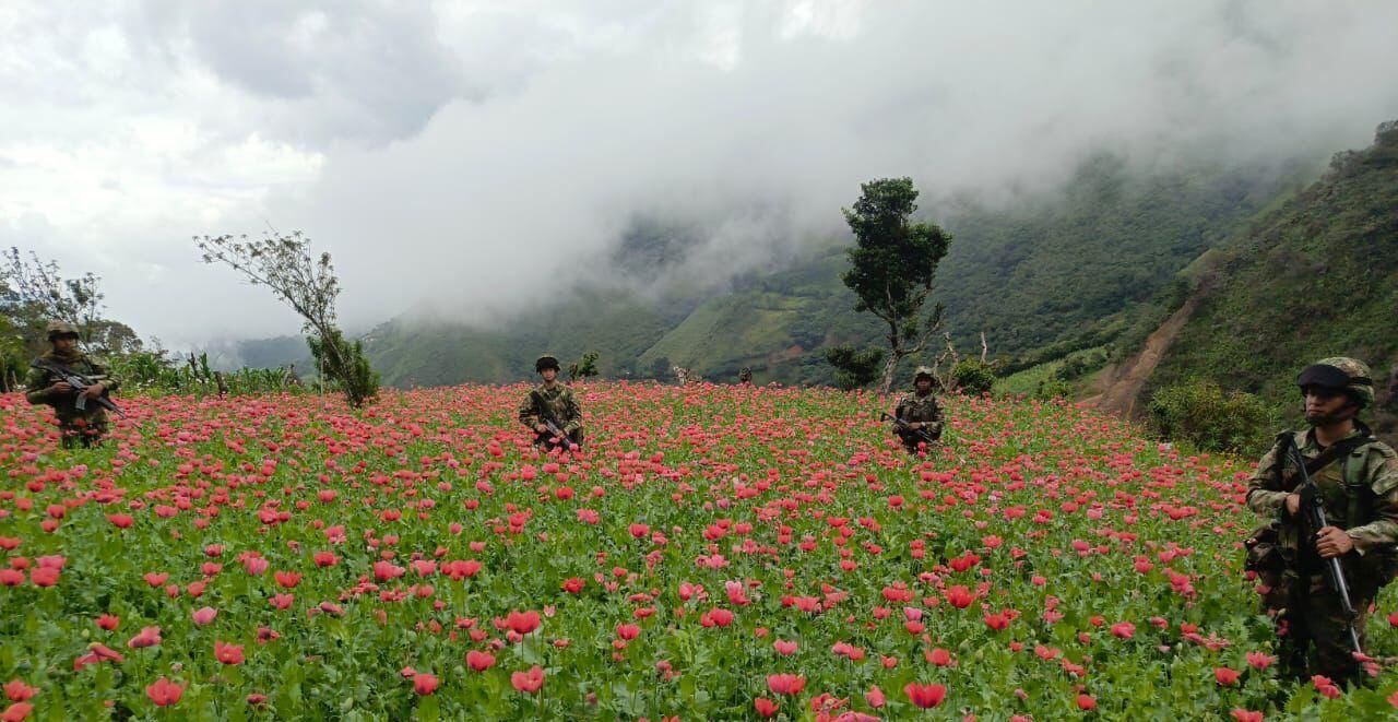 Destrucción de cultivos de amapola.