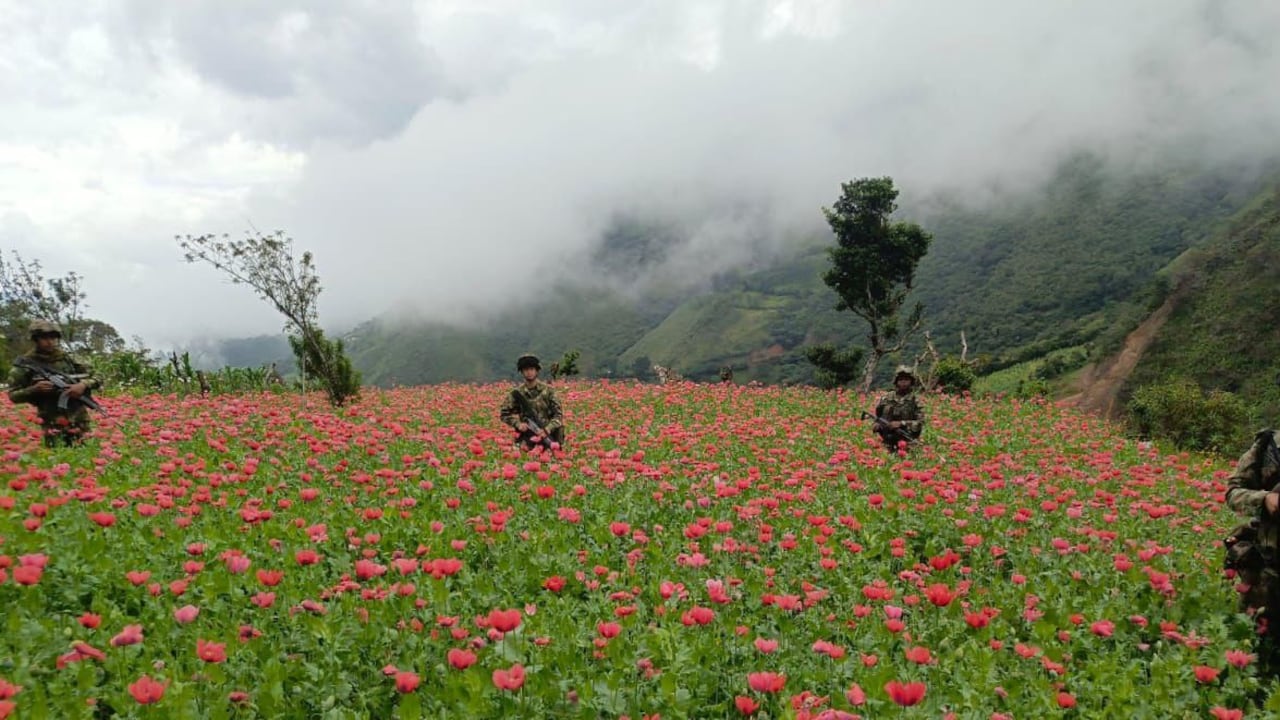 Destrucción de cultivos de amapola.