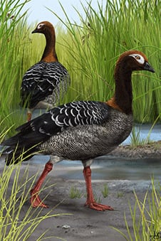 Aunque vivió hace millones de años, esta nueva especie era de menor tamaño que las famosas aves gigantes de la región.