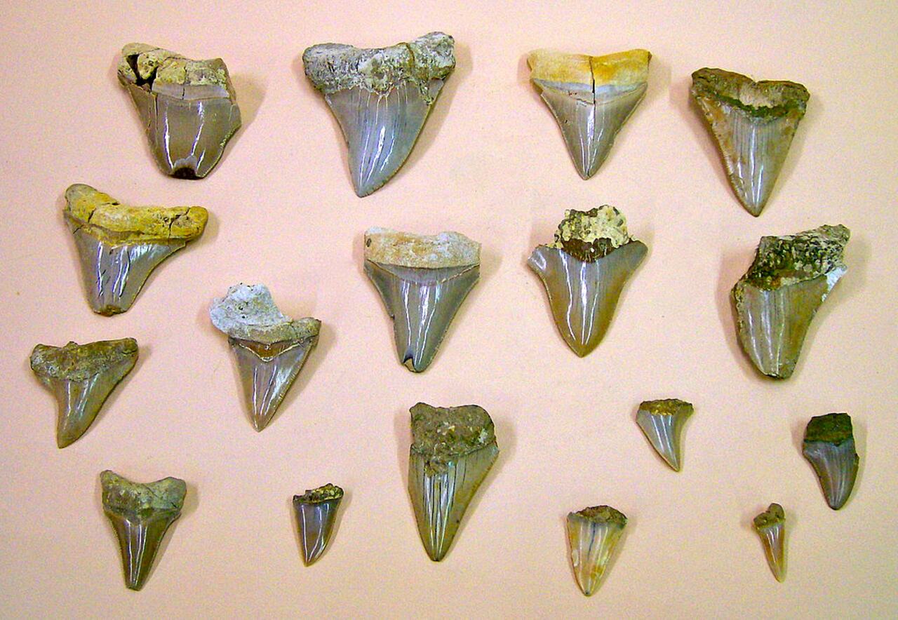 Dientes fosilizados del tiburón gigante, el Carcharodon megalodon de 60 pies de largo, de Malta. (Foto por: Desmond Morris Collection/Universal Images Group a través de Getty Images)