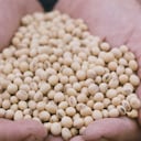 La cosecha de soya que se cultivó en los campos de Argentina está generando grandes recursos por cuenta de la guerra de Ucrania