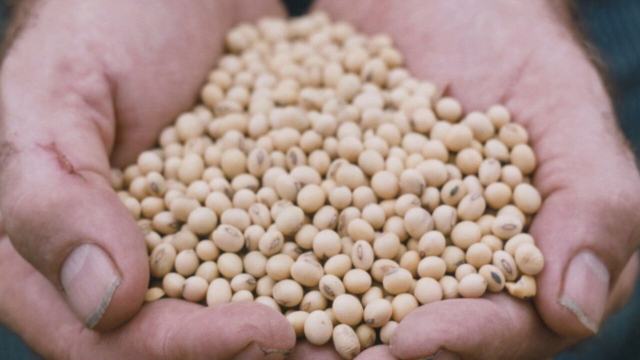 Más de 20 millones de toneladas de cereal esperan para ser exportadas.