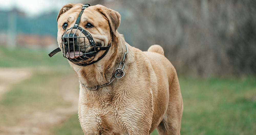 Según el proyecto, determinadas razas deberán cumplir ciertas condiciones para salir a espacios públicos.