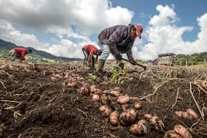 Campesinos cultivadores de papa en Ventaquemada, Boyacá.