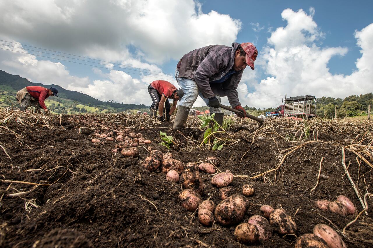 Campesinos cultivadores de papa en Ventaquemada, Boyacá.