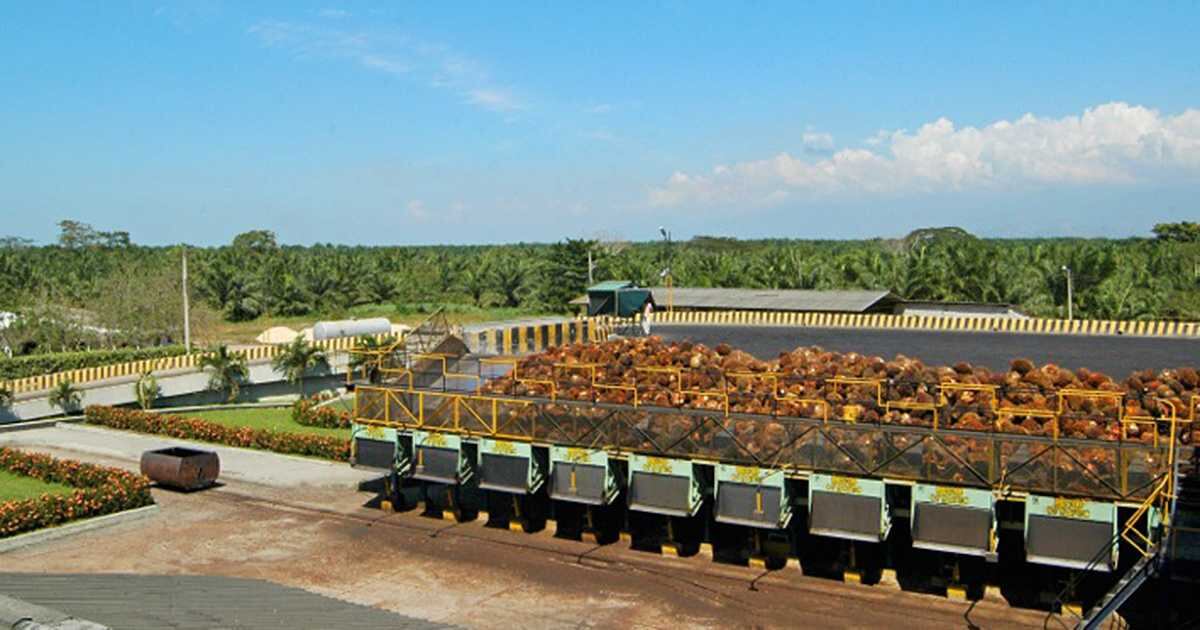 Indonesia es el primer productor de aceite de palma en el mundo.