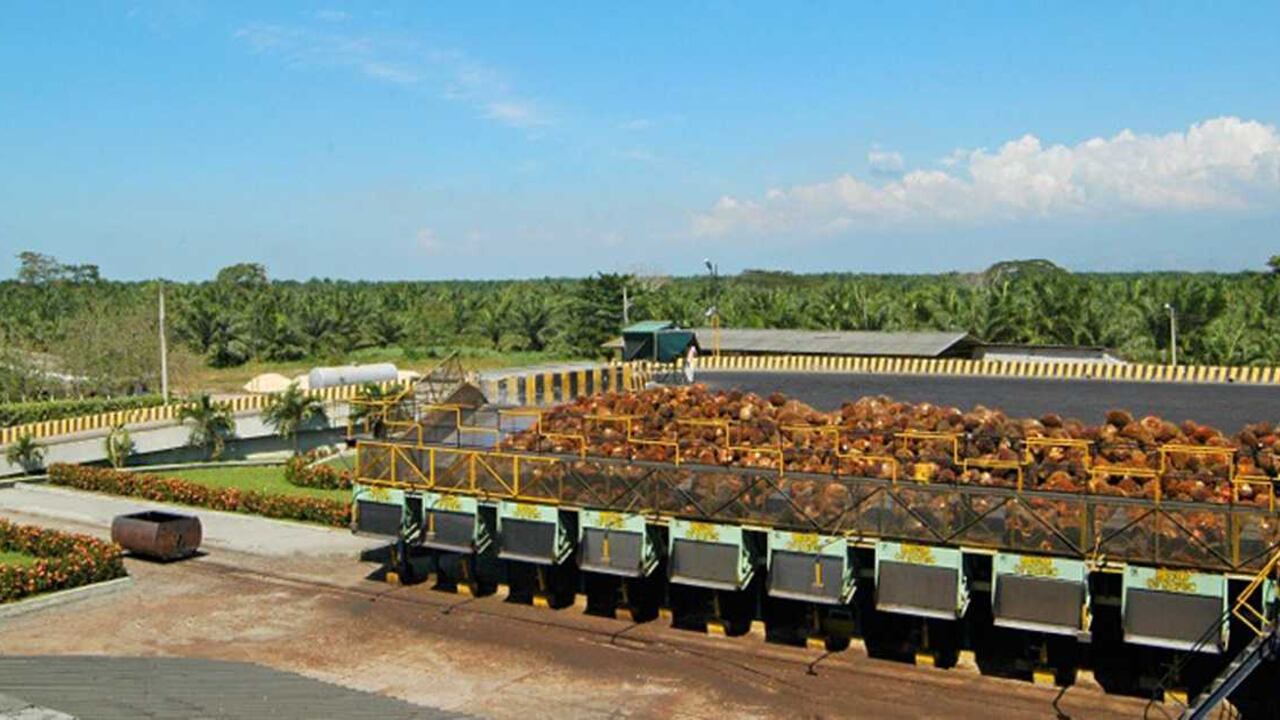 Indonesia es el primer productor de aceite de palma en el mundo.