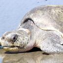 La tortuga golfina se encuentra en Bahía Solano y en Nuquí, las playas del departamento de Chocó.