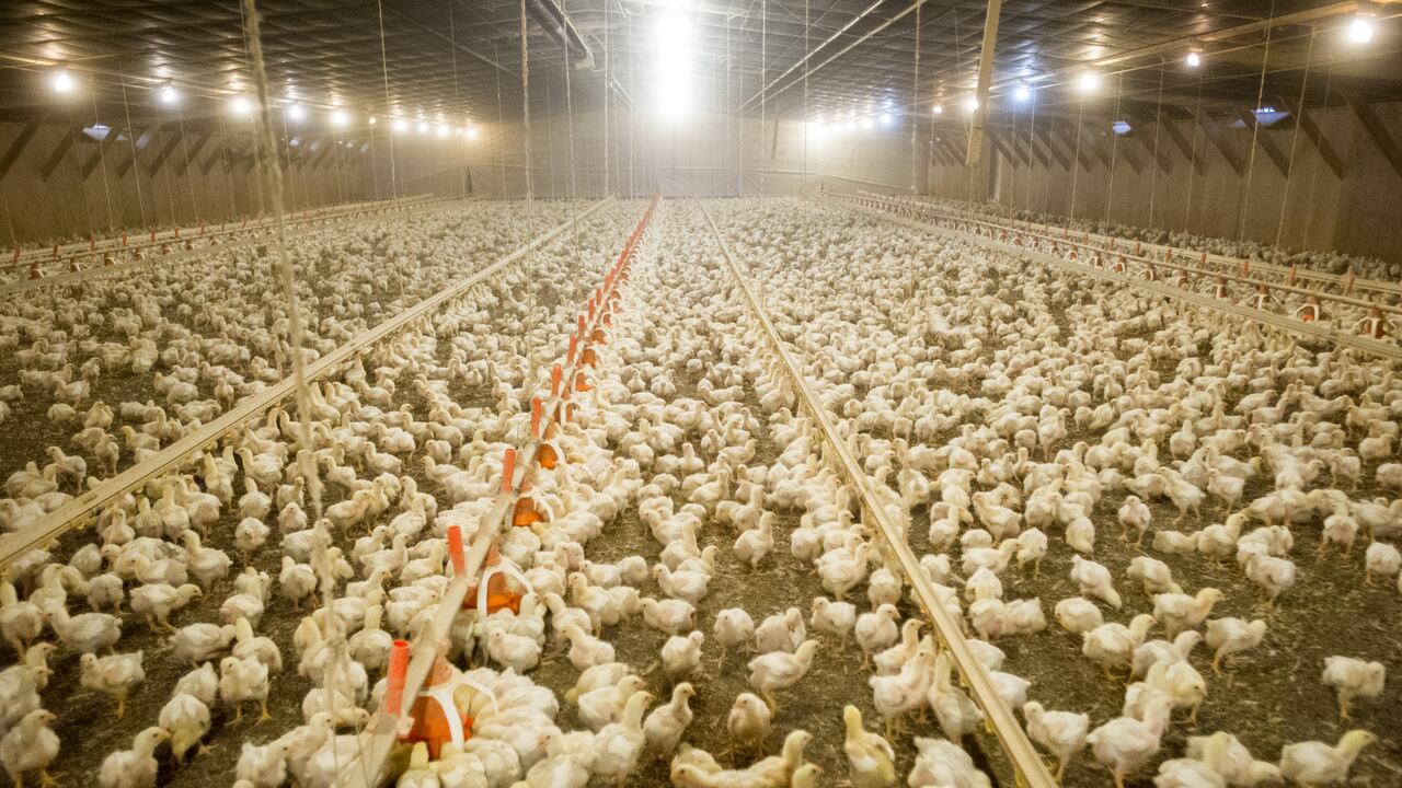 La Influenza aviar genera preocupación en varios países latinoamericanos.