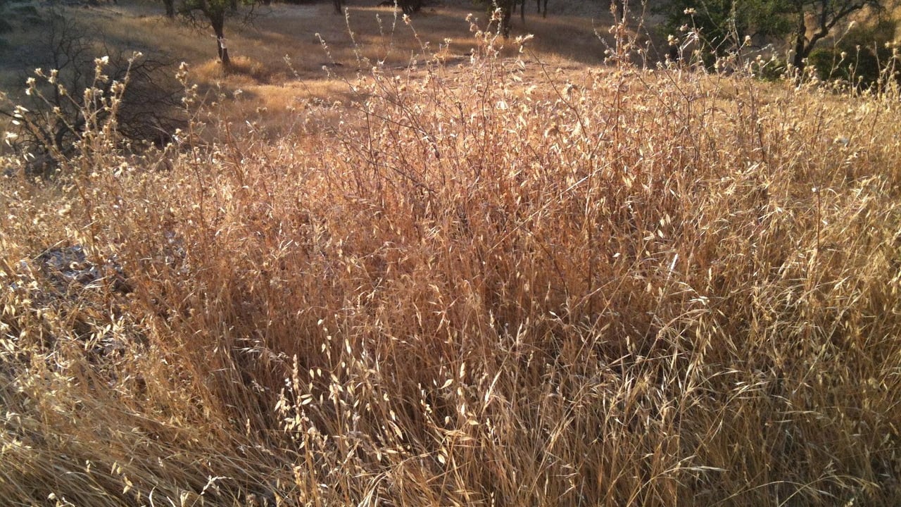 Oro seco: así puede aprovechar las gramíneas marchitas para darle un toque especial a su jardín