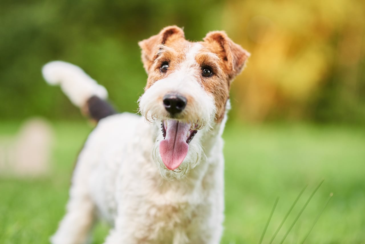 Fox terrier