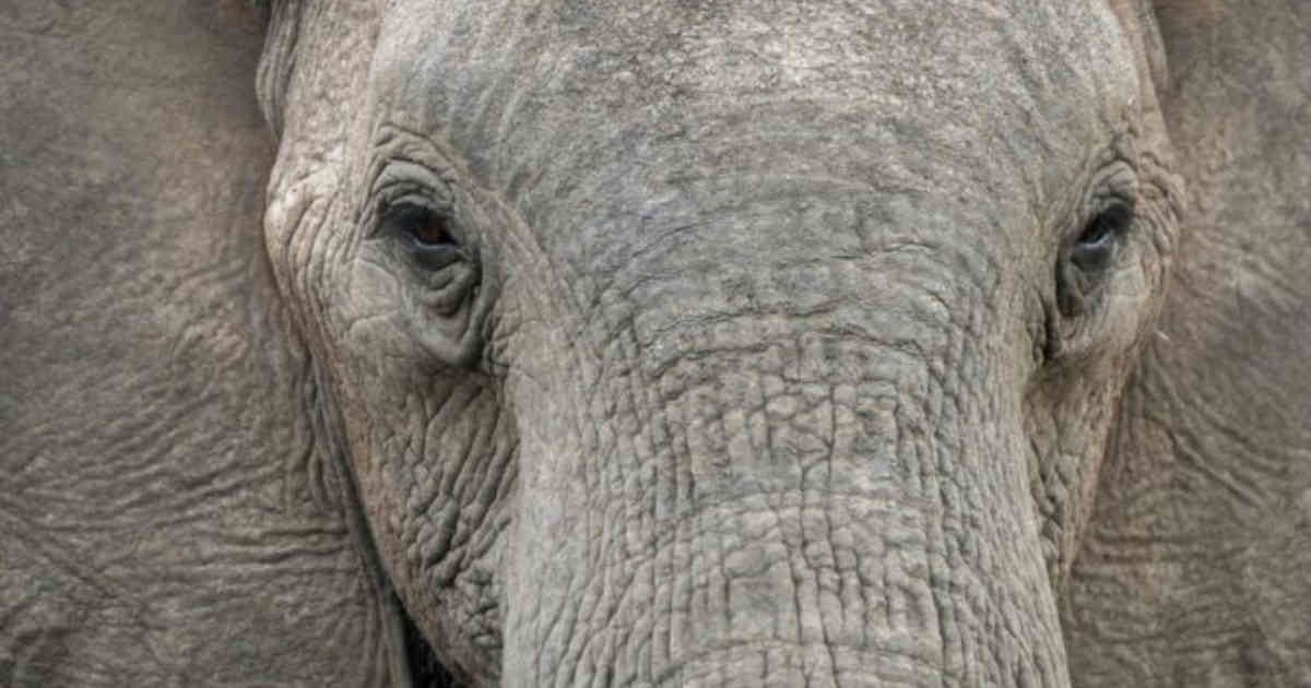 Los elefantes machos viejos tendrían un papel fundamental en la supervivencia de la especie.