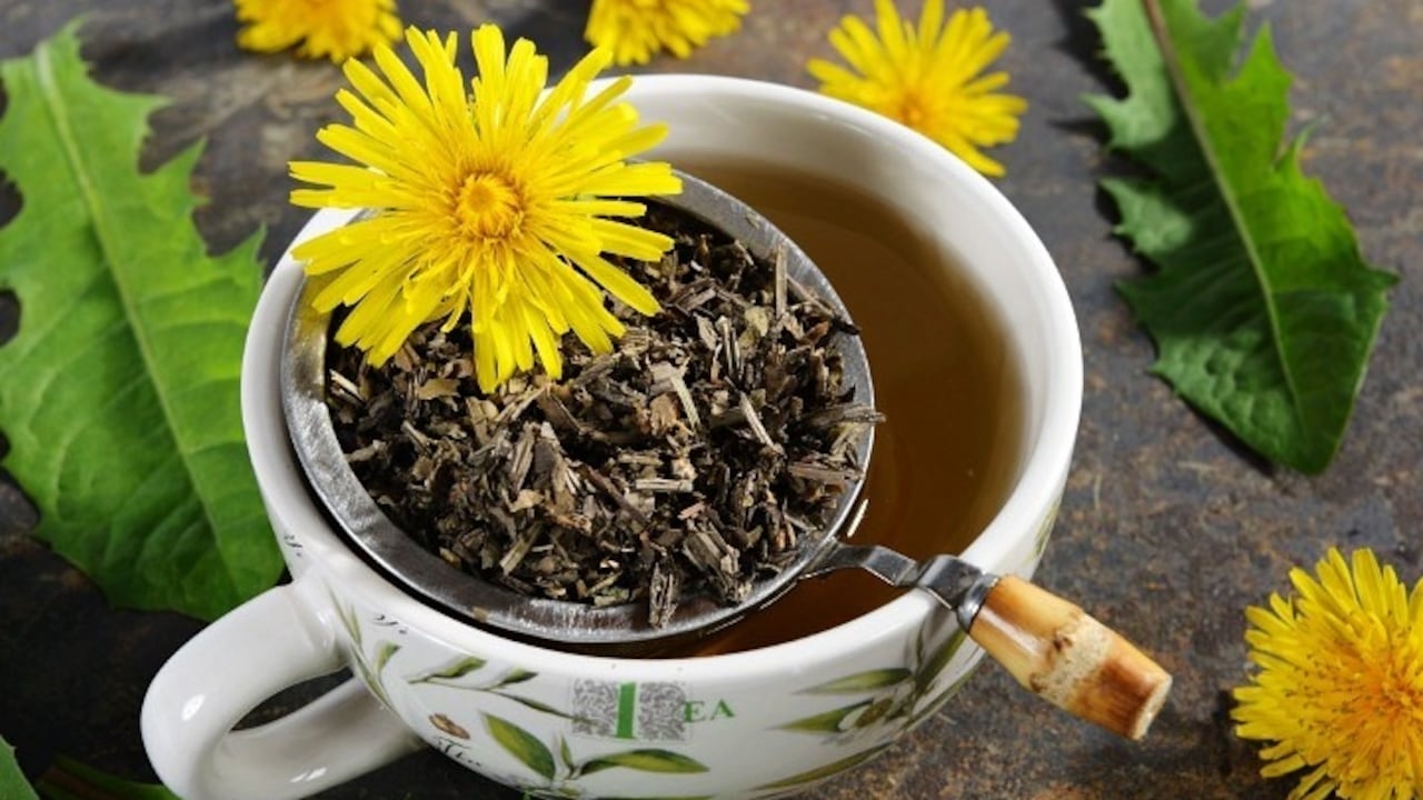 Está comprobado científicamente que una infusión preparada con 150 ml de agua y unas 6 o 7 hojas verdes de diente de León aumenta la producción de orina y reduce la hinchazón de pies y piernas, el vientre hinchado y la pesadez.