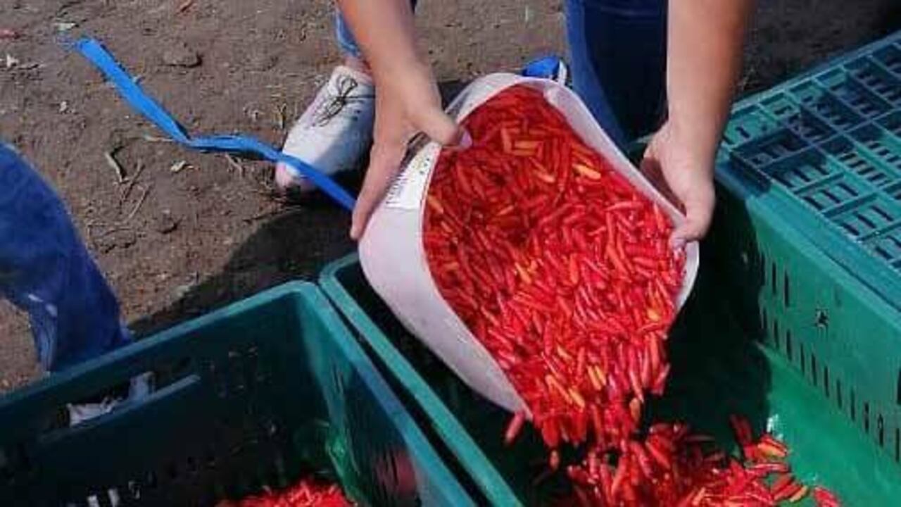 Las tierras del predio La Camila fueron objeto de extinción de dominio y pertenecían a Orlando Henao Montoya, alias “El Hombre del Overol”, quien hacía parte del Cartel del Norte del Valle, organización delictiva dedicada al tráfico de droga.