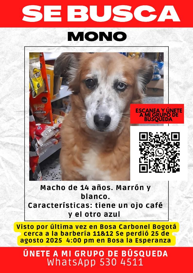 Mono está perdido. Tiene un ojo azul y otro negro, además de problemas de movilidad.