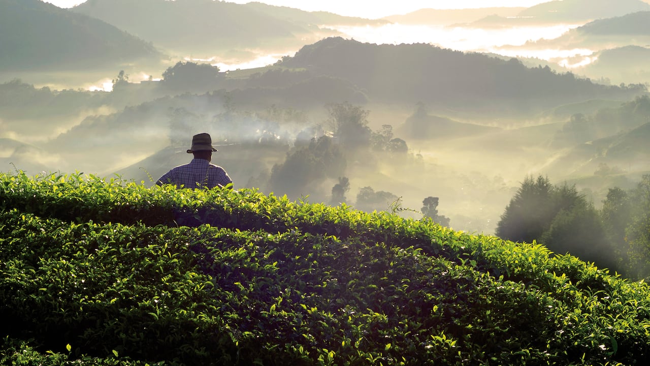 La entidad también tiene un plan de protección de ecosistemas en distintos países de Centroamérica.