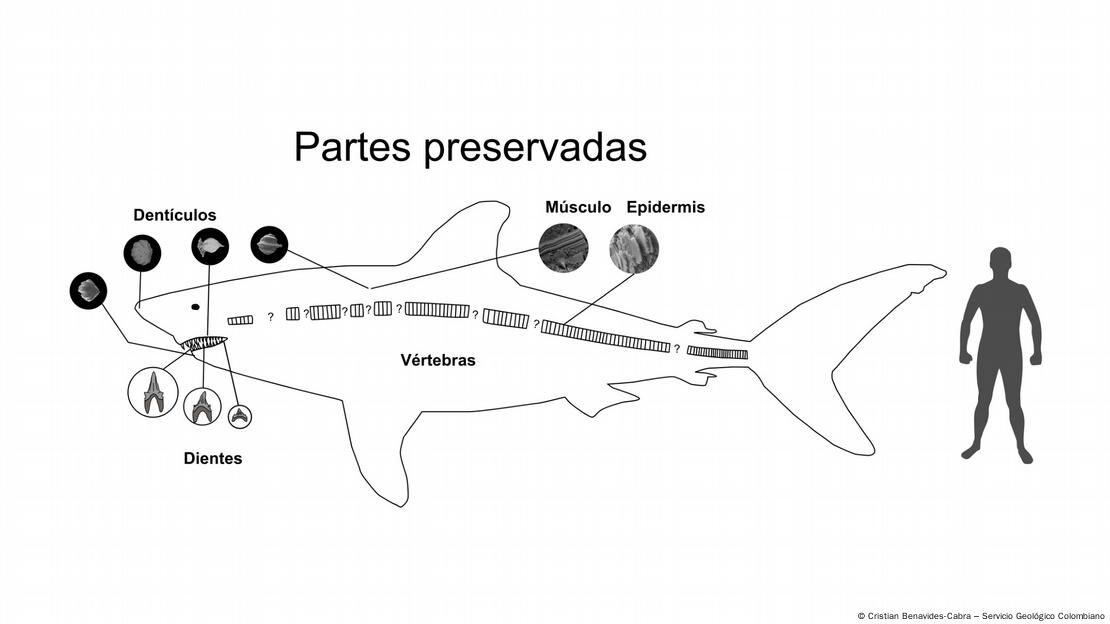 El descubrimiento de un tiburón de siete metros en Boyacá aporta información única sobre la vida marina de hace millones de años.