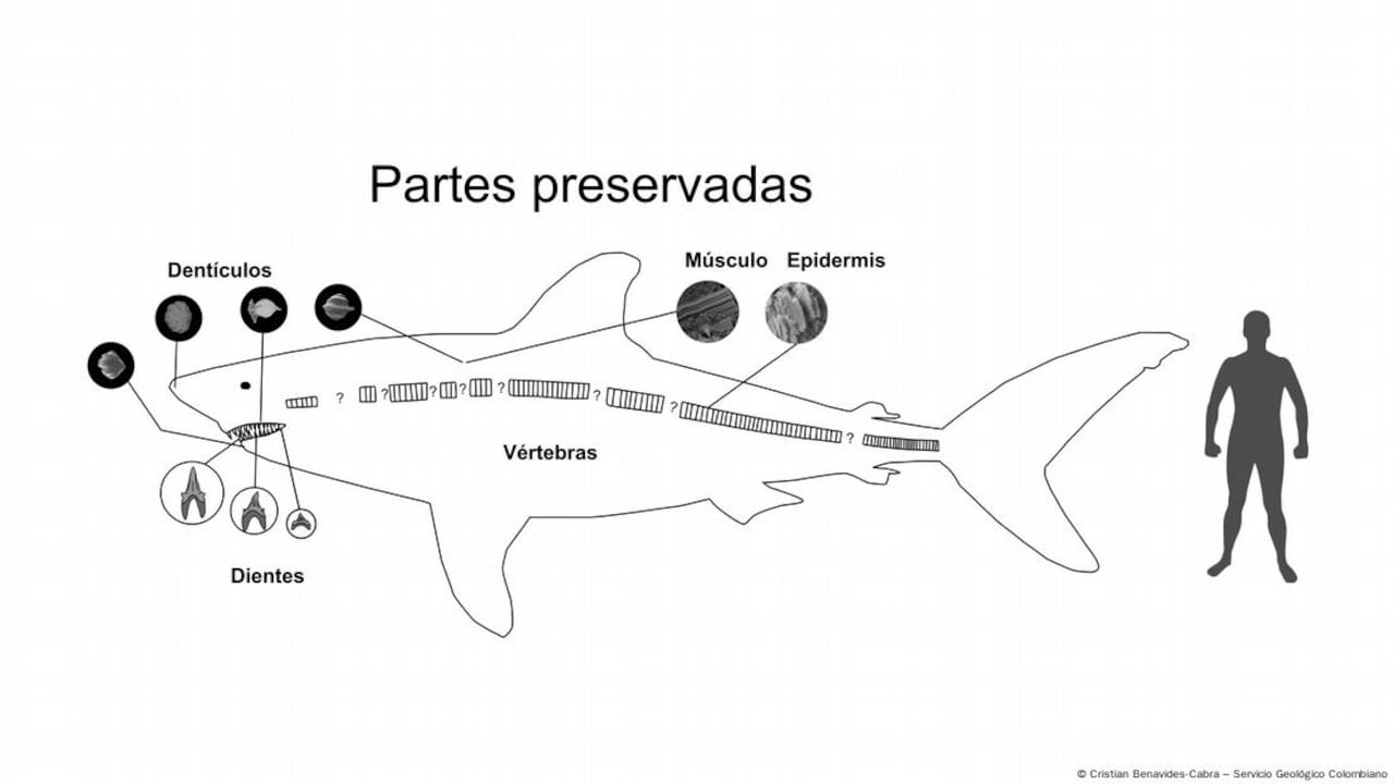 El descubrimiento de un tiburón de siete metros en Boyacá aporta información única sobre la vida marina de hace millones de años.