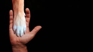 Protección legal de los animales en Colombia: avances y desafíos frente al derecho penal