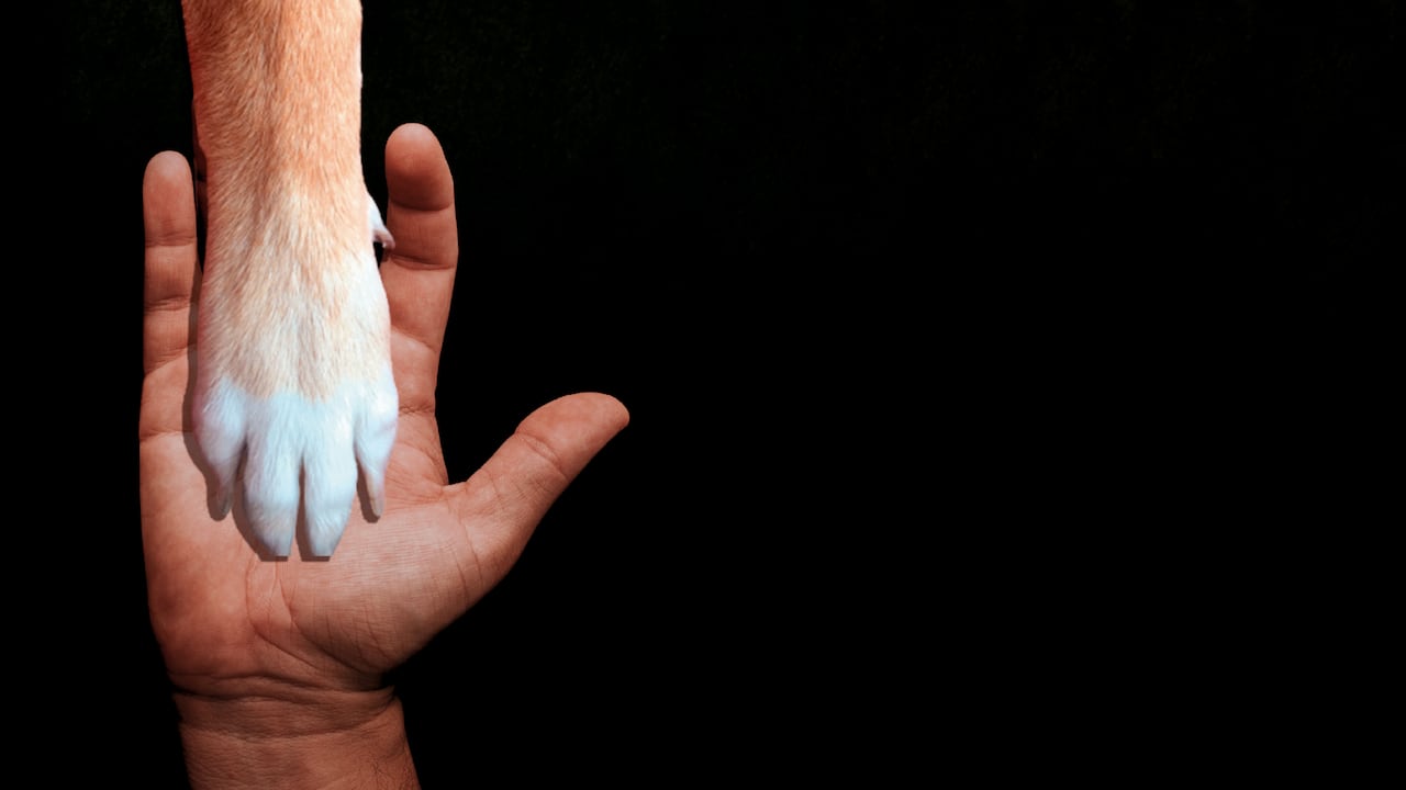 Protección legal de los animales en Colombia: avances y desafíos frente al derecho penal